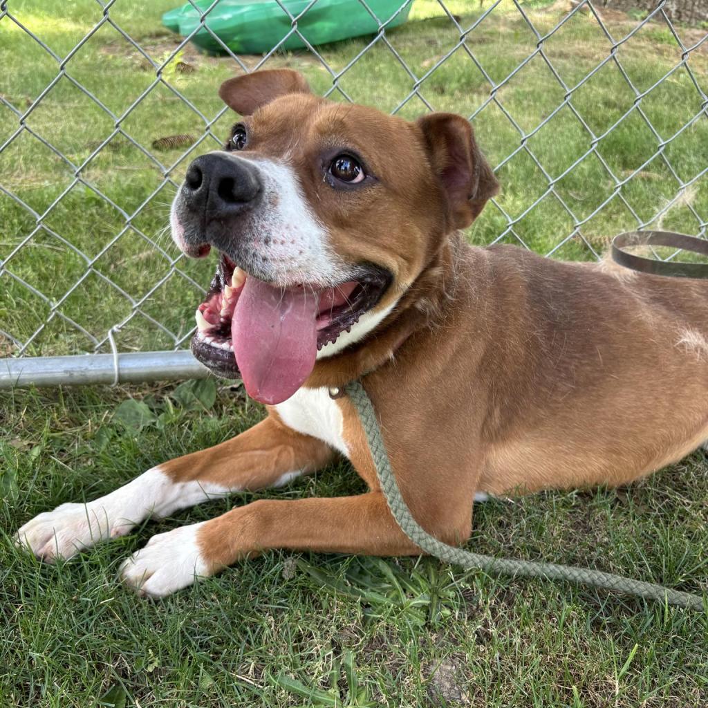 Enlarge Larry, a Adoptable Mixed Breed in Beckley, WV image 5/6