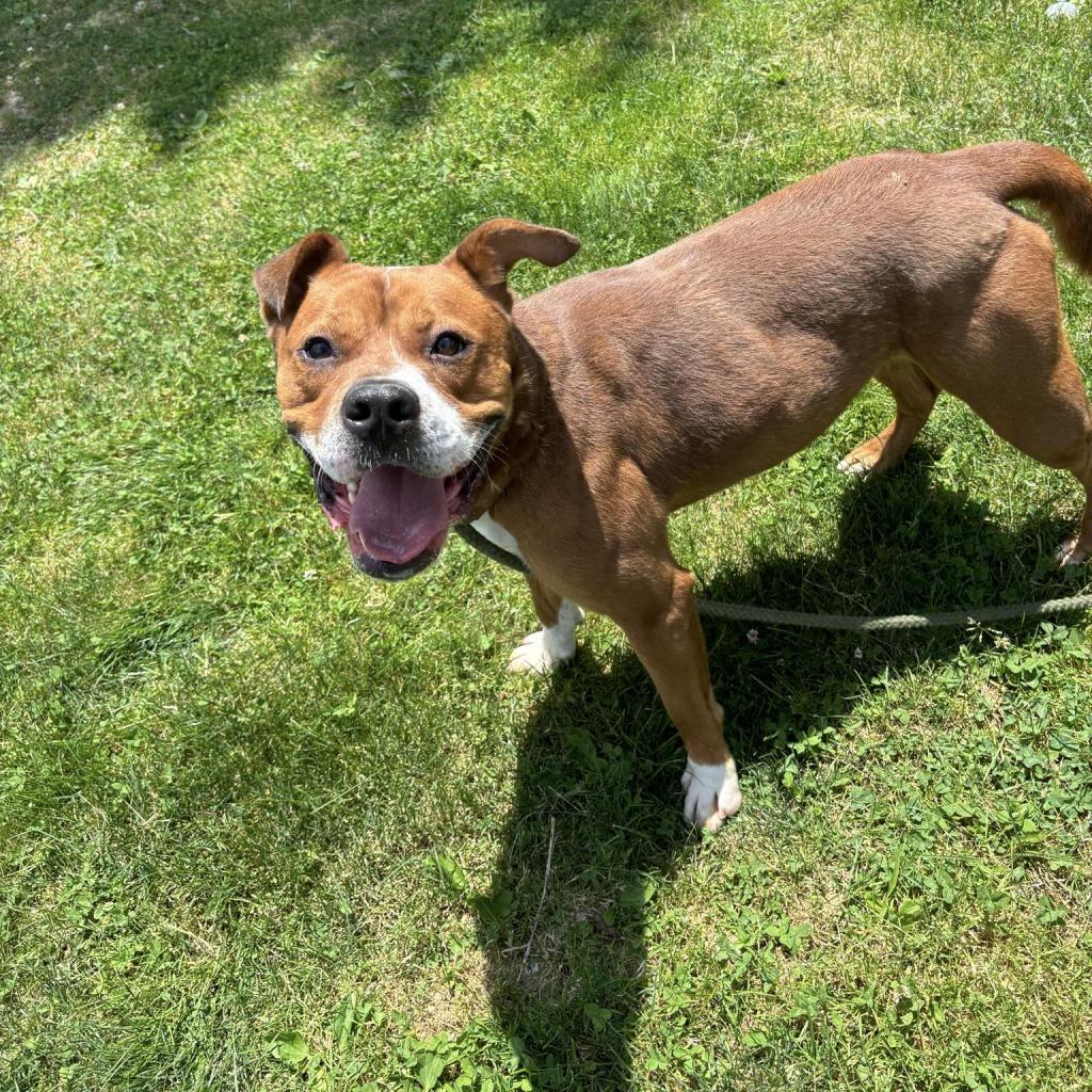 Enlarge Larry, a Adoptable Mixed Breed in Beckley, WV image 6/6