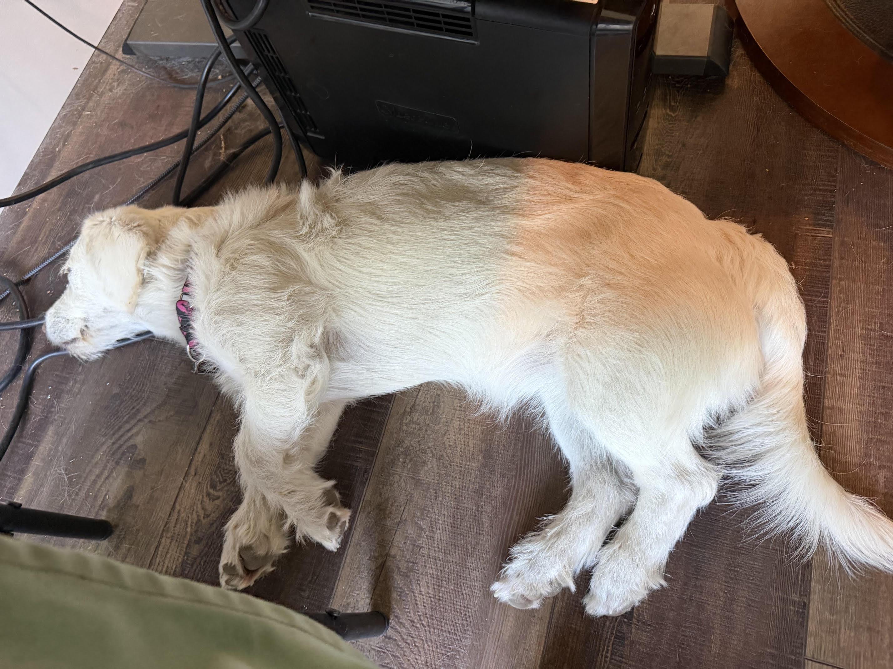 Enlarge Fable, an adopted mixed breed in Salt Lake City, UT image 4/6