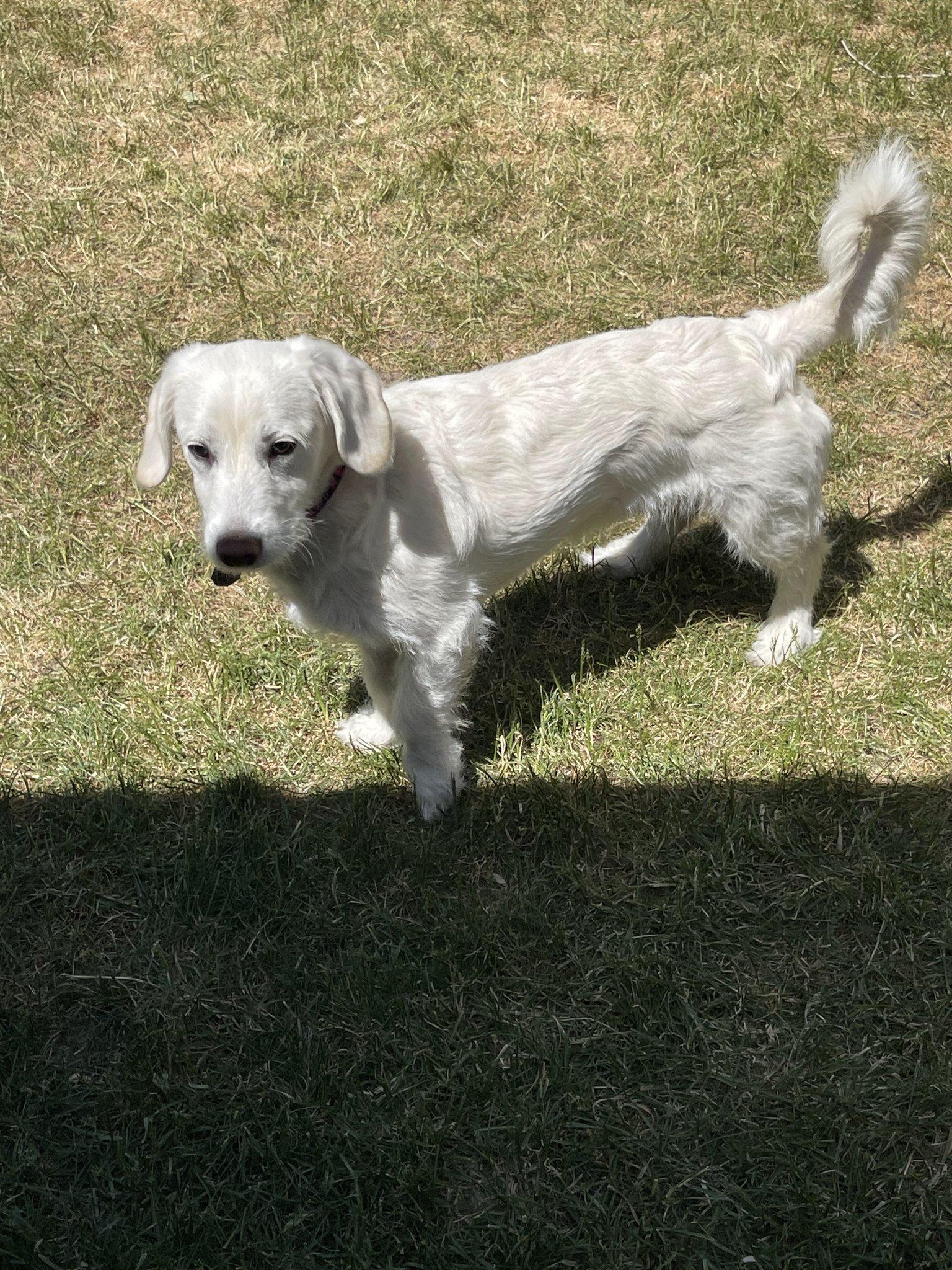 Enlarge Fable, an adopted mixed breed in Salt Lake City, UT image 2/6