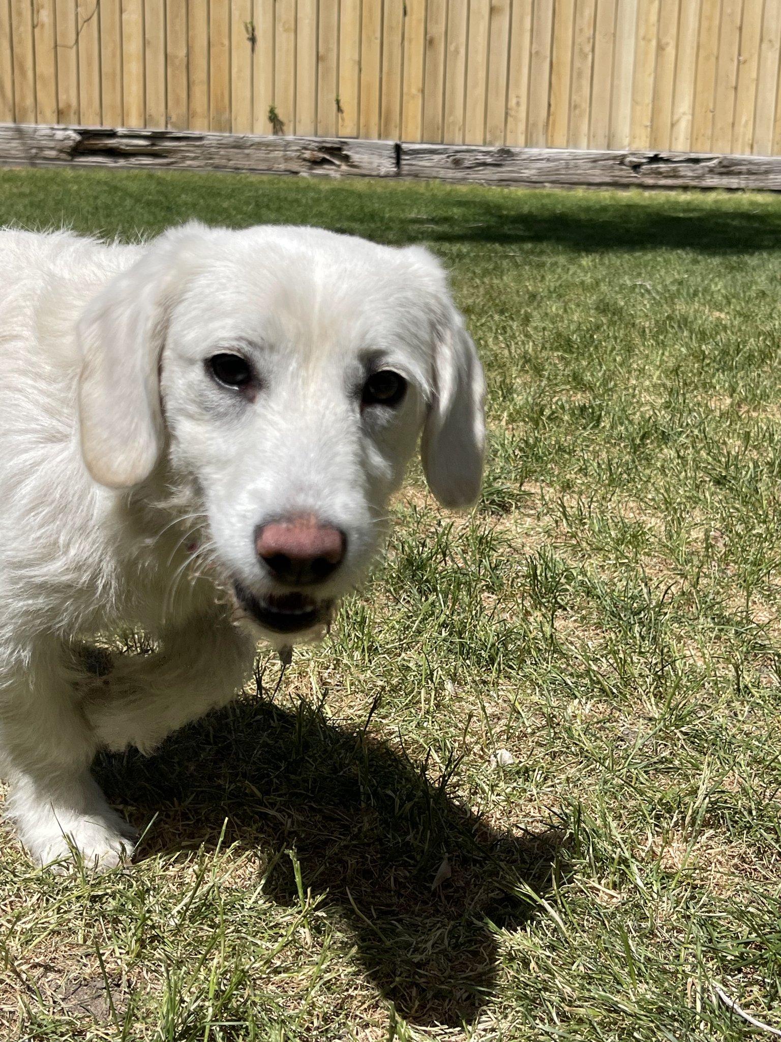 Enlarge Fable, an adopted mixed breed in Salt Lake City, UT image 3/6