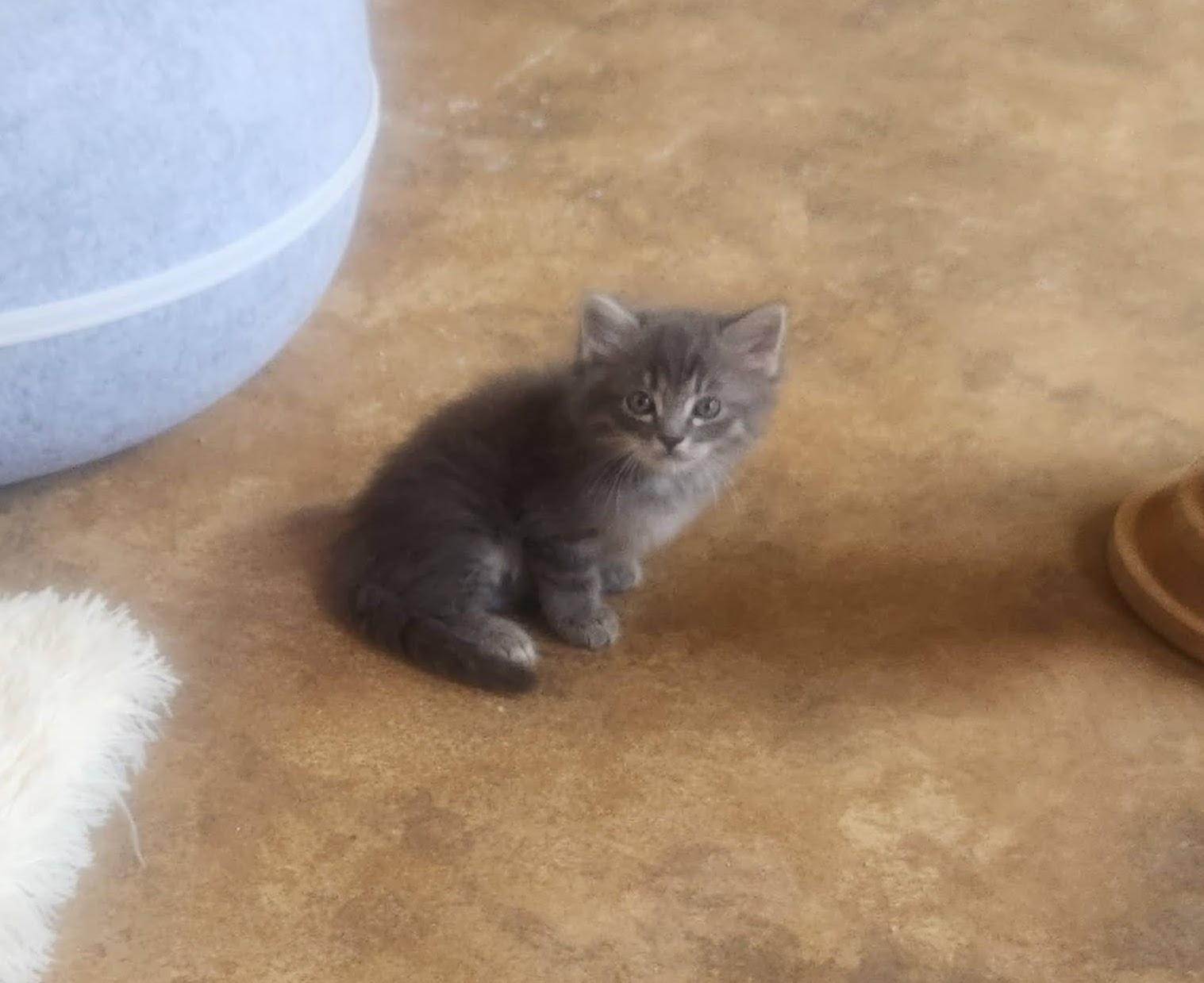 Wiggles, Adoptable, Kitten Male Domestic Long Hair.