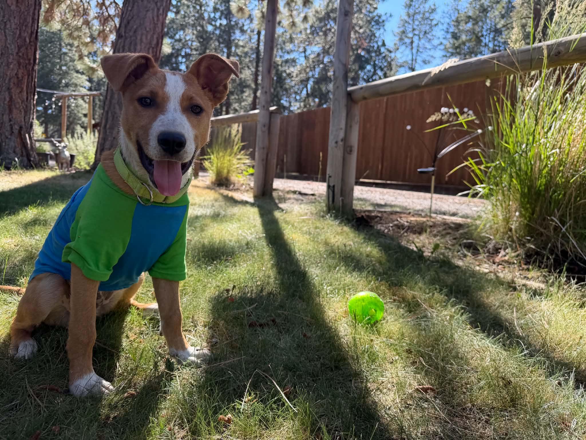 Scout, a ADOPTABLE mixed breed in Bend, OR image 6/6