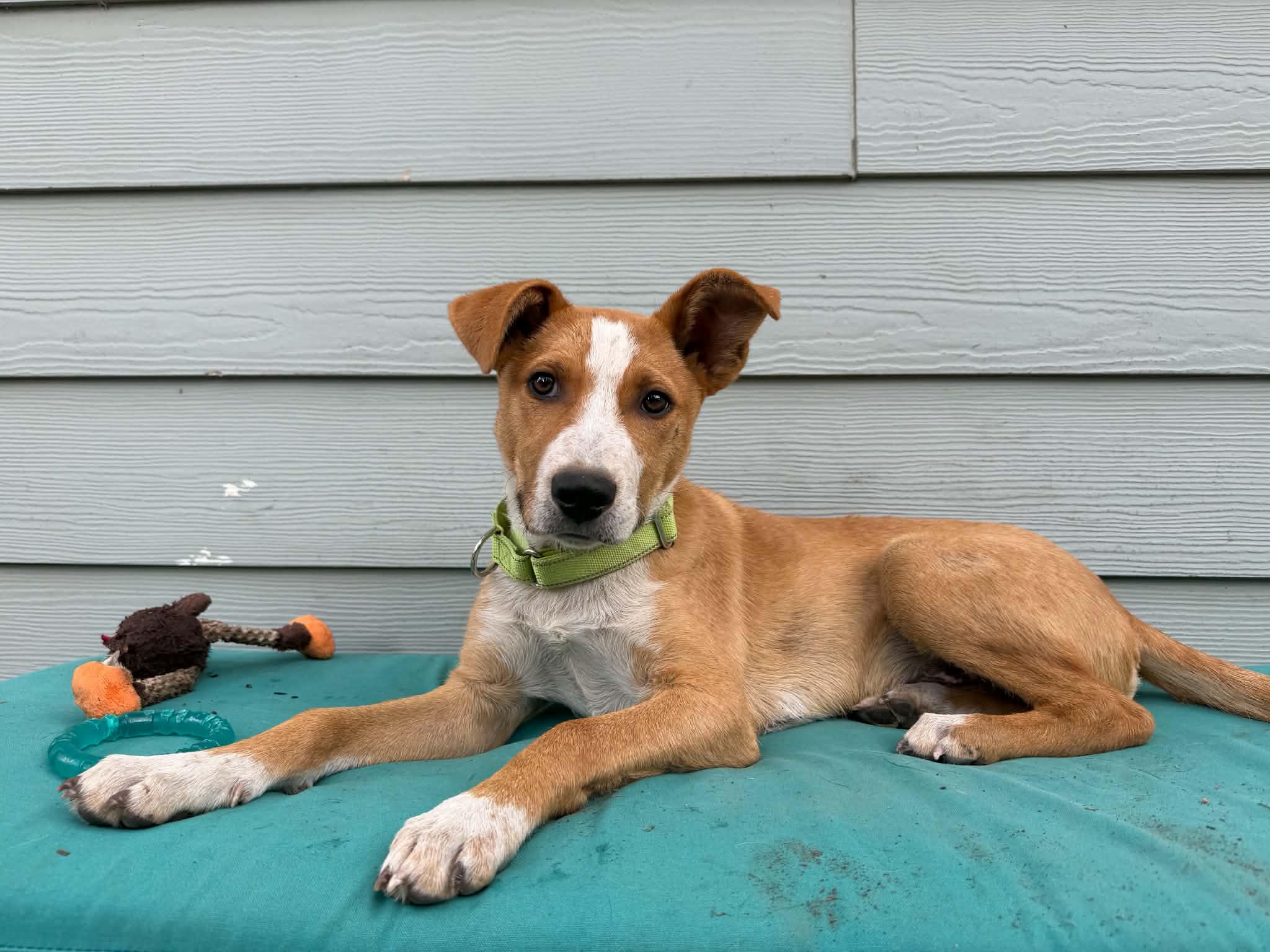 Scout, a ADOPTABLE mixed breed in Bend, OR image 1/6