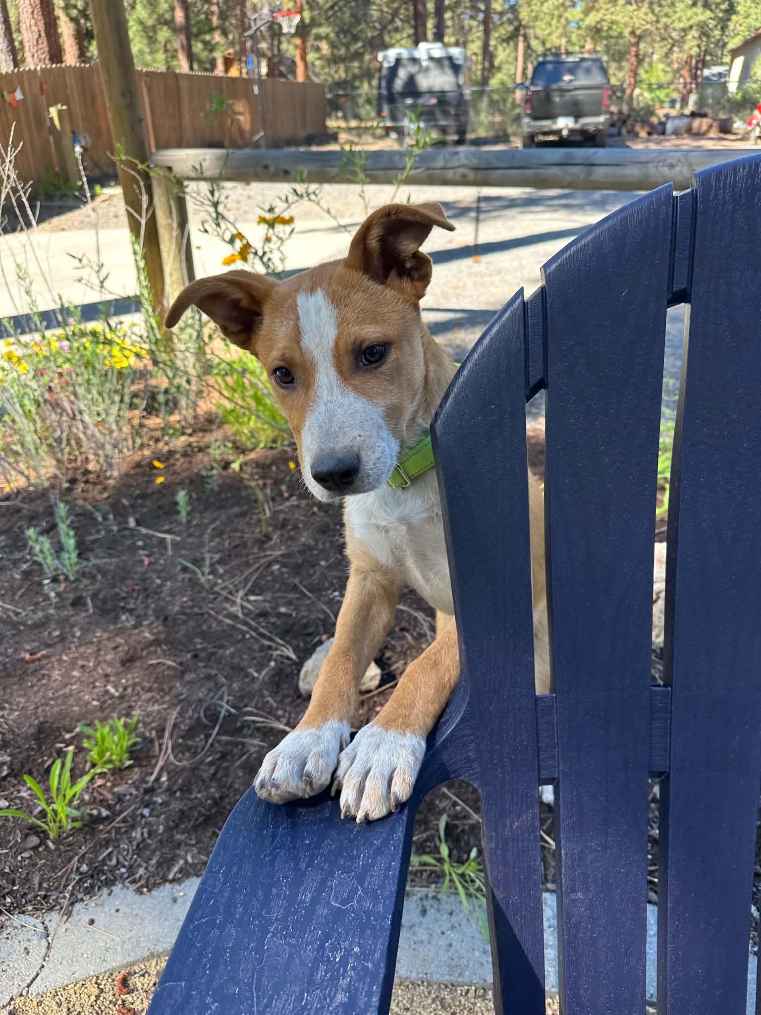 Scout, a ADOPTABLE mixed breed in Bend, OR image 2/6