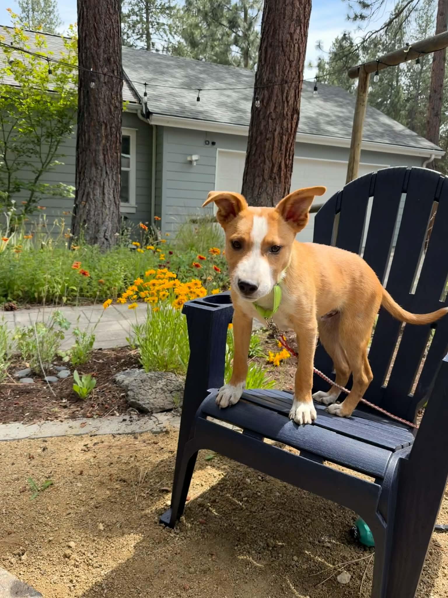 Scout, a ADOPTABLE mixed breed in Bend, OR image 4/6