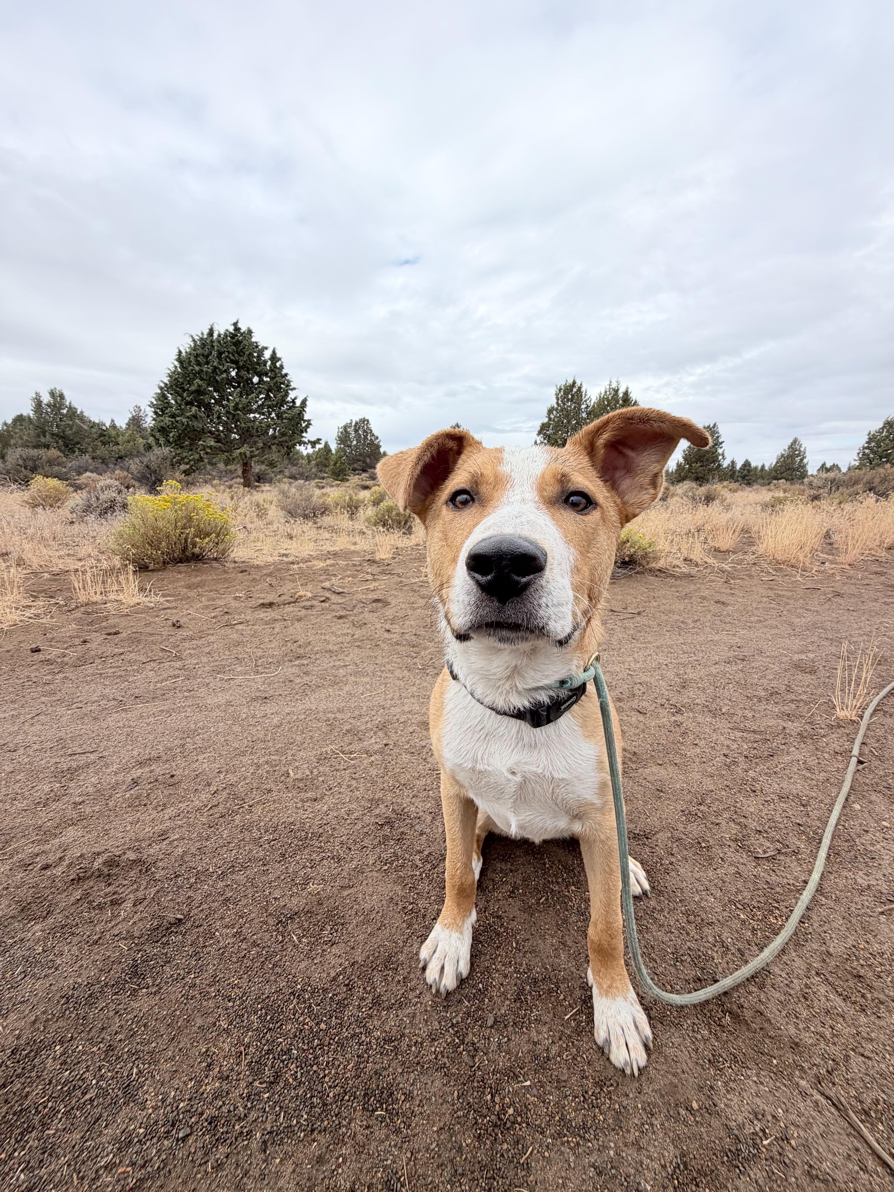 Scout, Adoptable, Puppy Male Australian Cattle Dog / Blue Heeler.