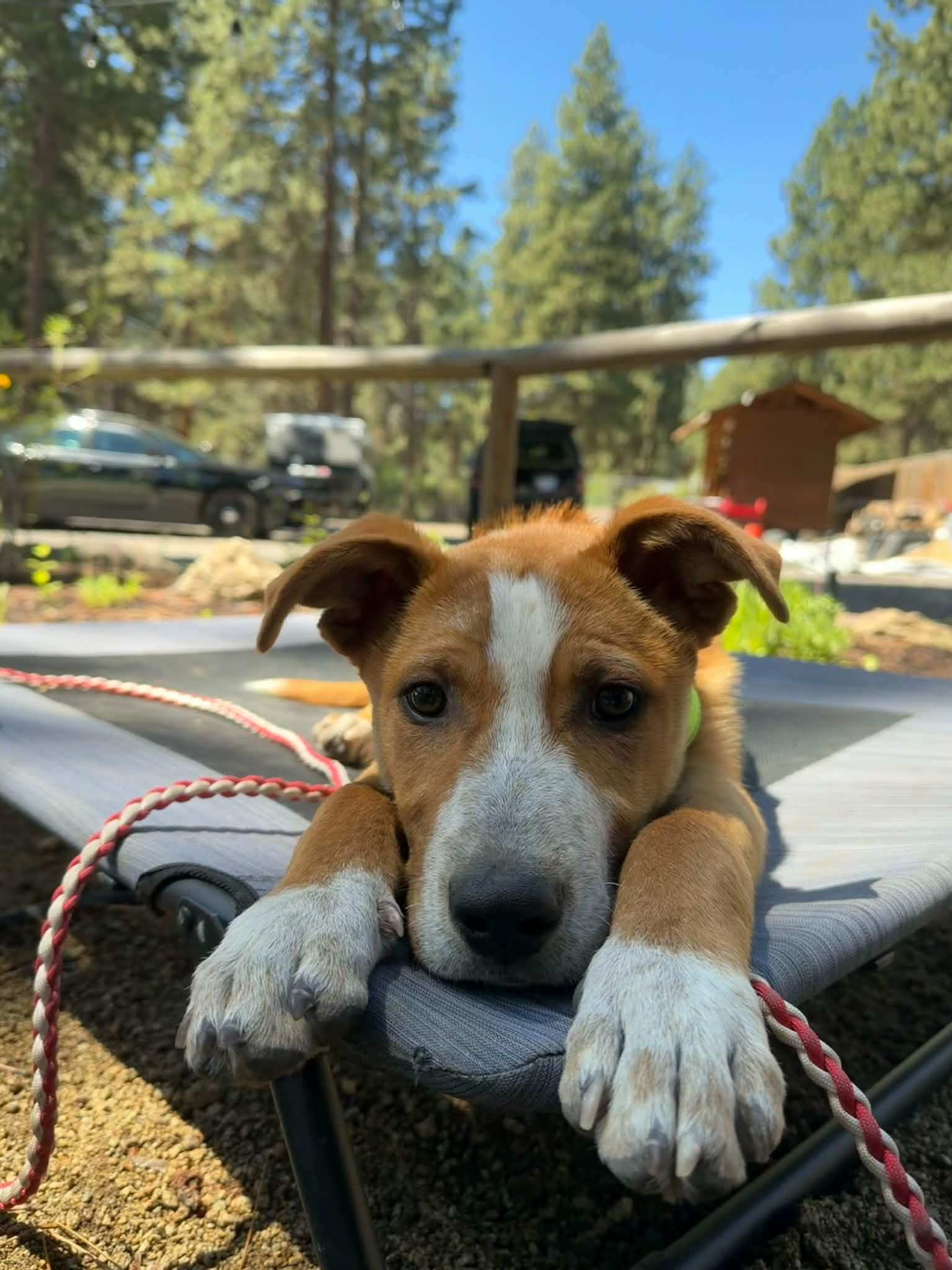 Scout, a ADOPTABLE mixed breed in Bend, OR image 5/6