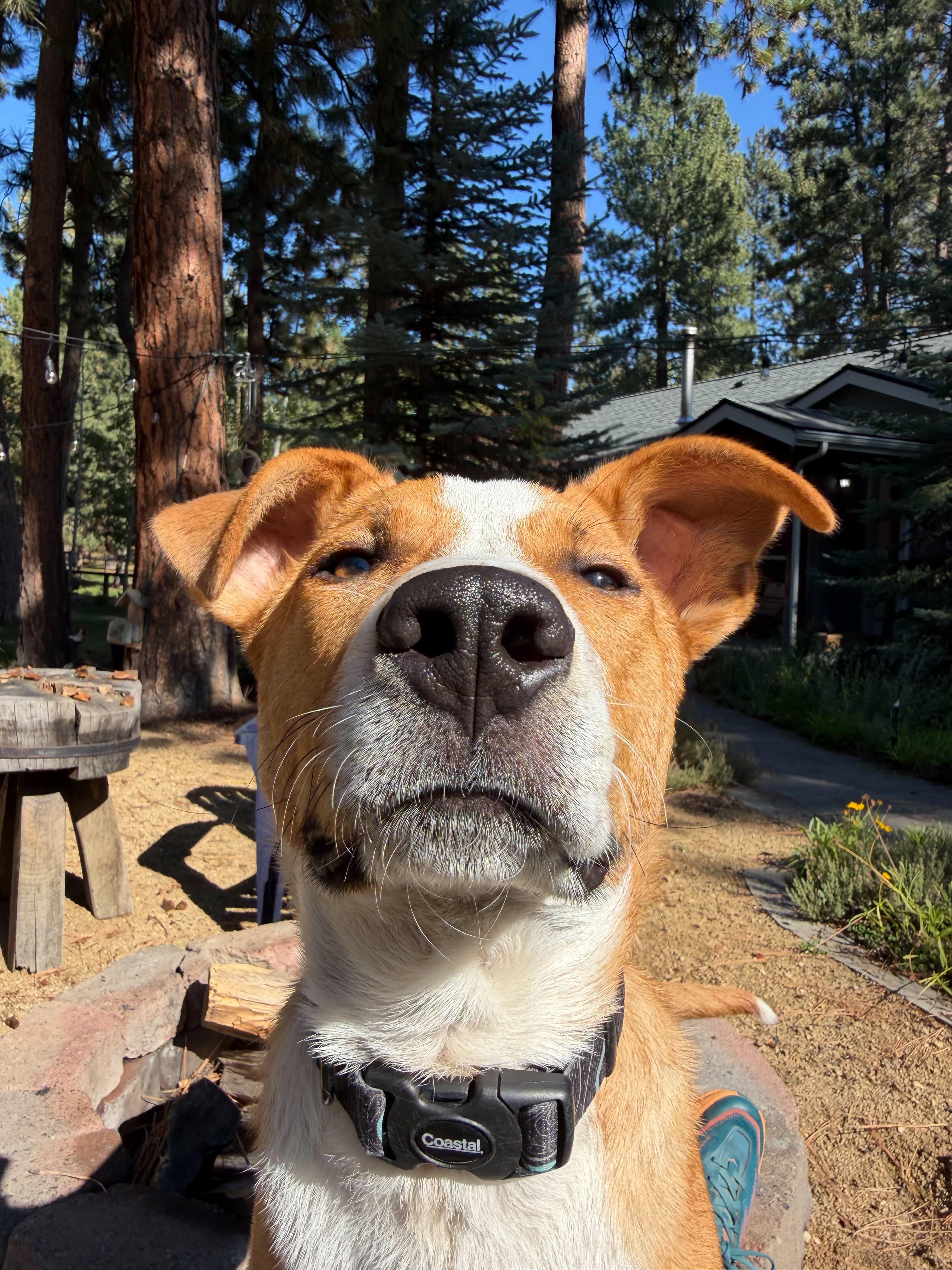 Enlarge Scout, a Adoptable mixed breed in Bend, OR image 3/4