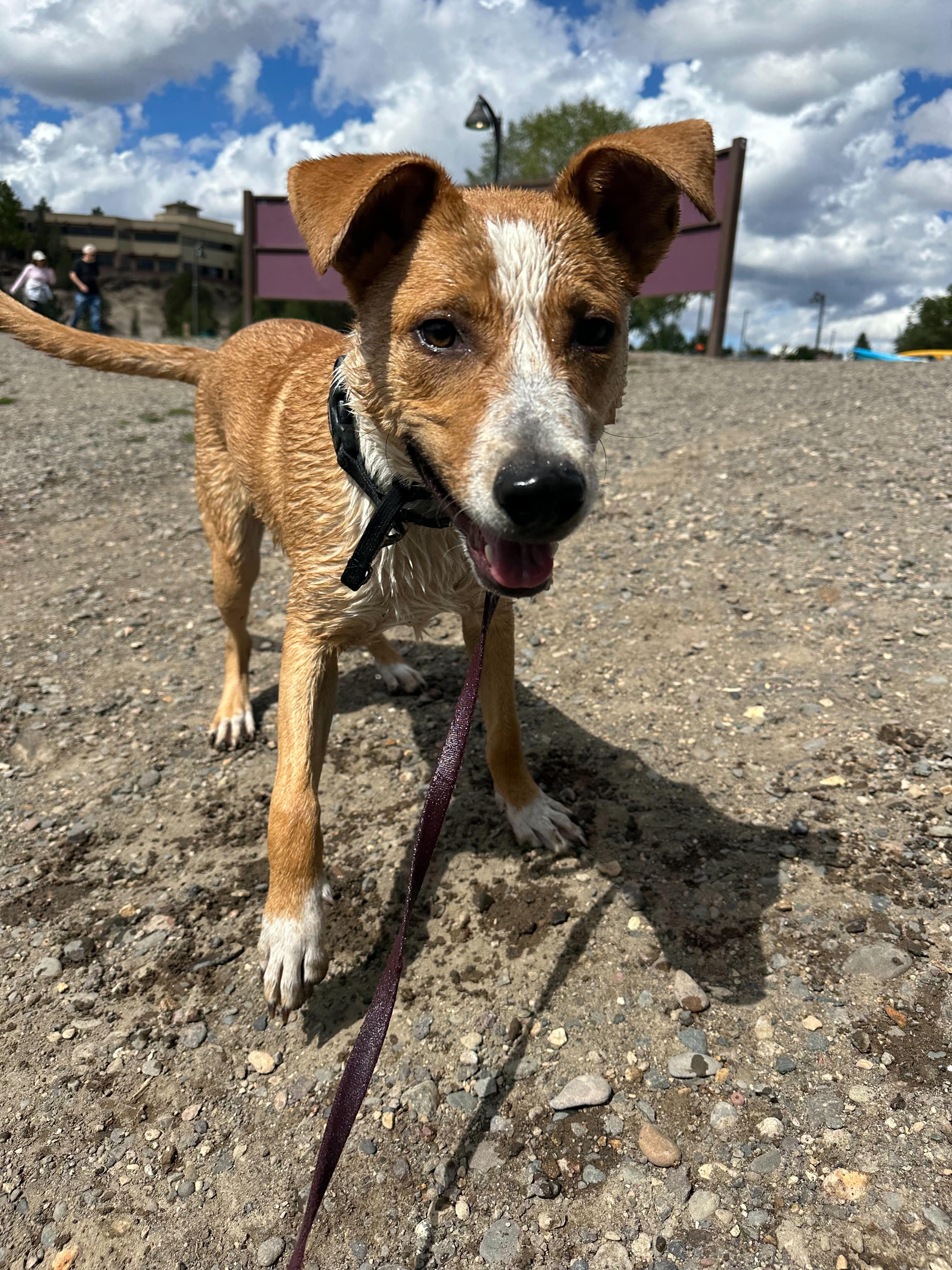 Enlarge Scout, a Adoptable mixed breed in Bend, OR image 2/4
