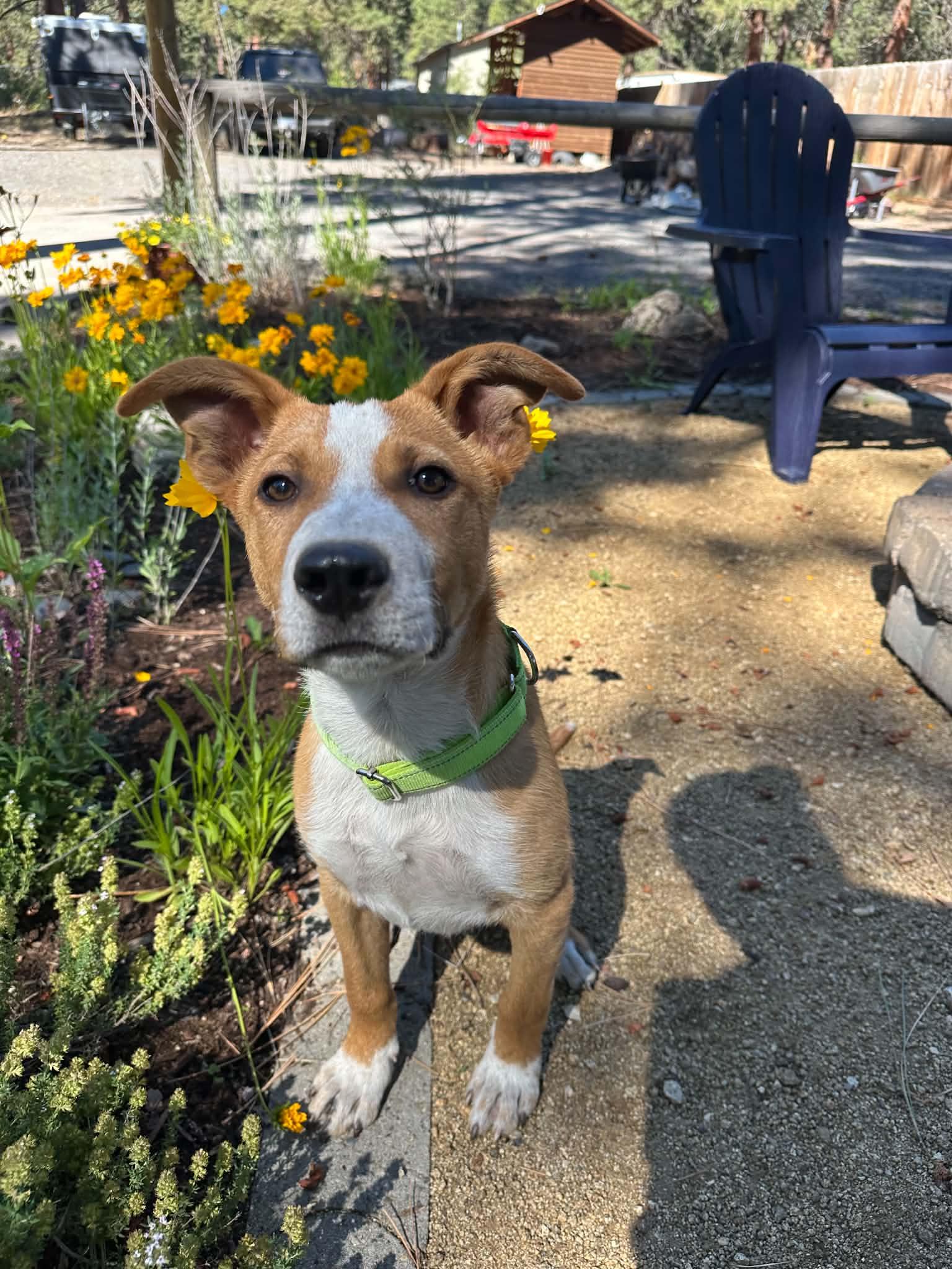 Scout, a ADOPTABLE mixed breed in Bend, OR image 3/6