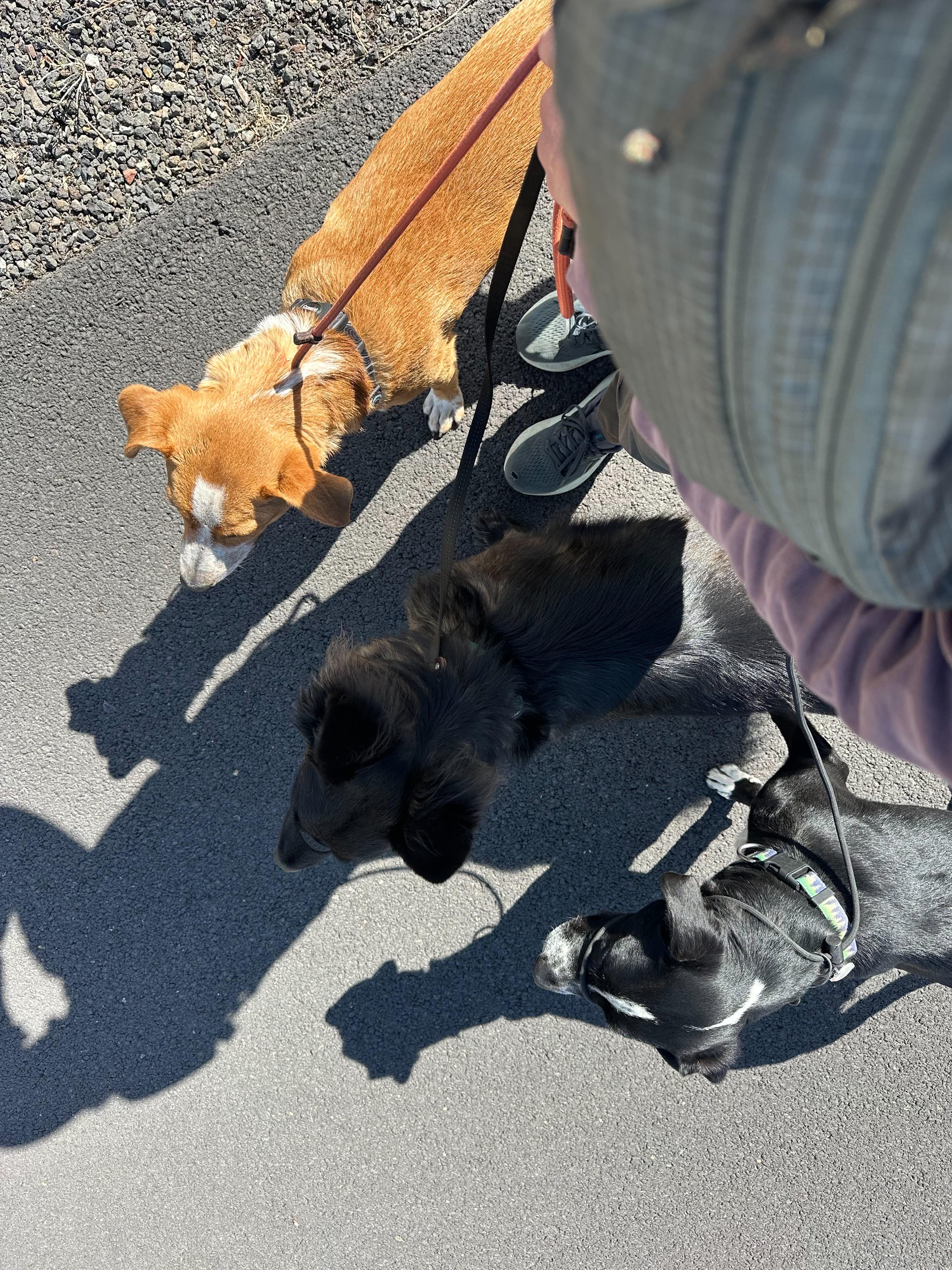 Enlarge Scout, a Adoptable mixed breed in Bend, OR image 4/4