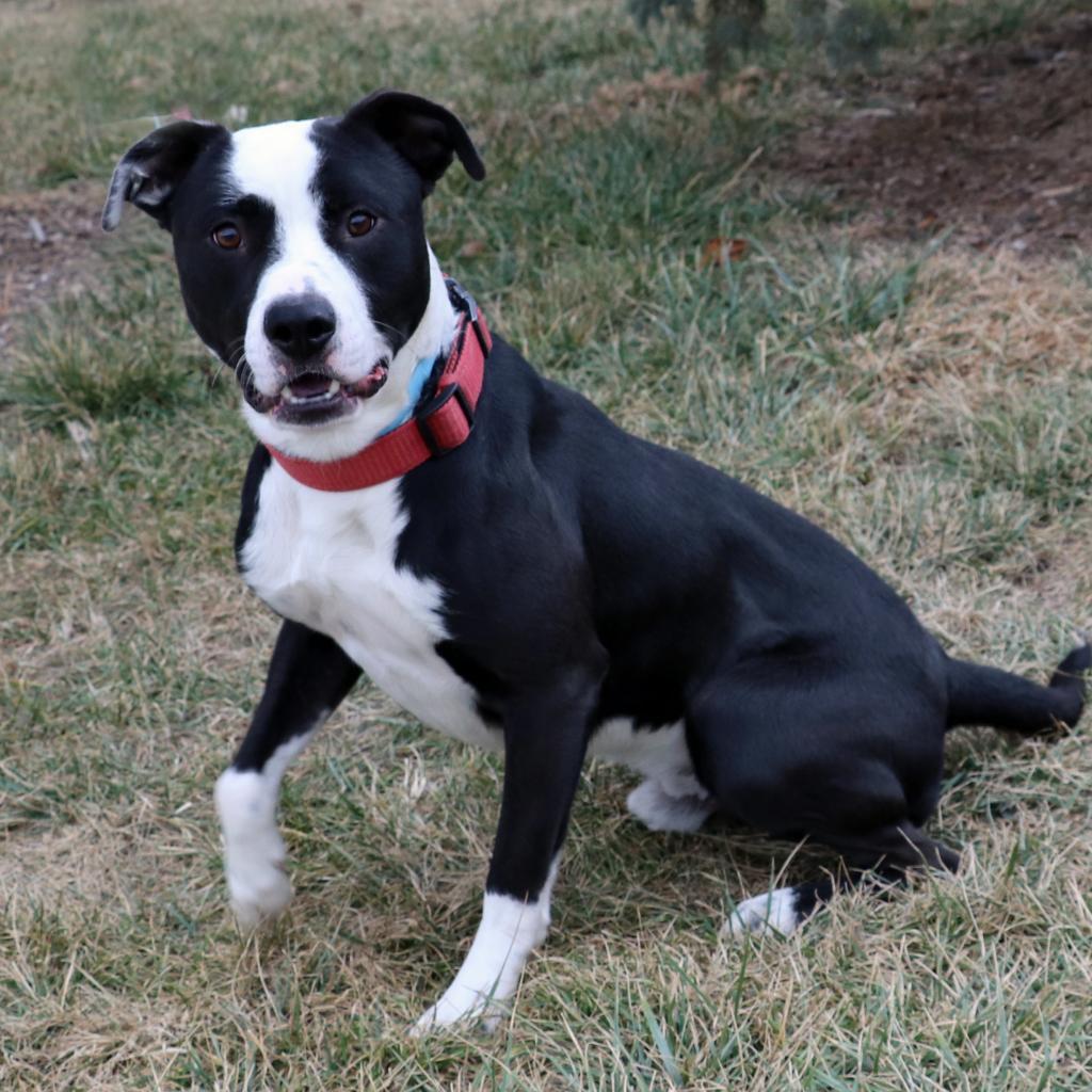 Enlarge Mac, a Adoptable mixed breed in Council Bluffs, IA image 1/6
