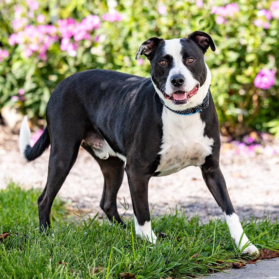 Enlarge Mac, a Adoptable mixed breed in Council Bluffs, IA image 2/6