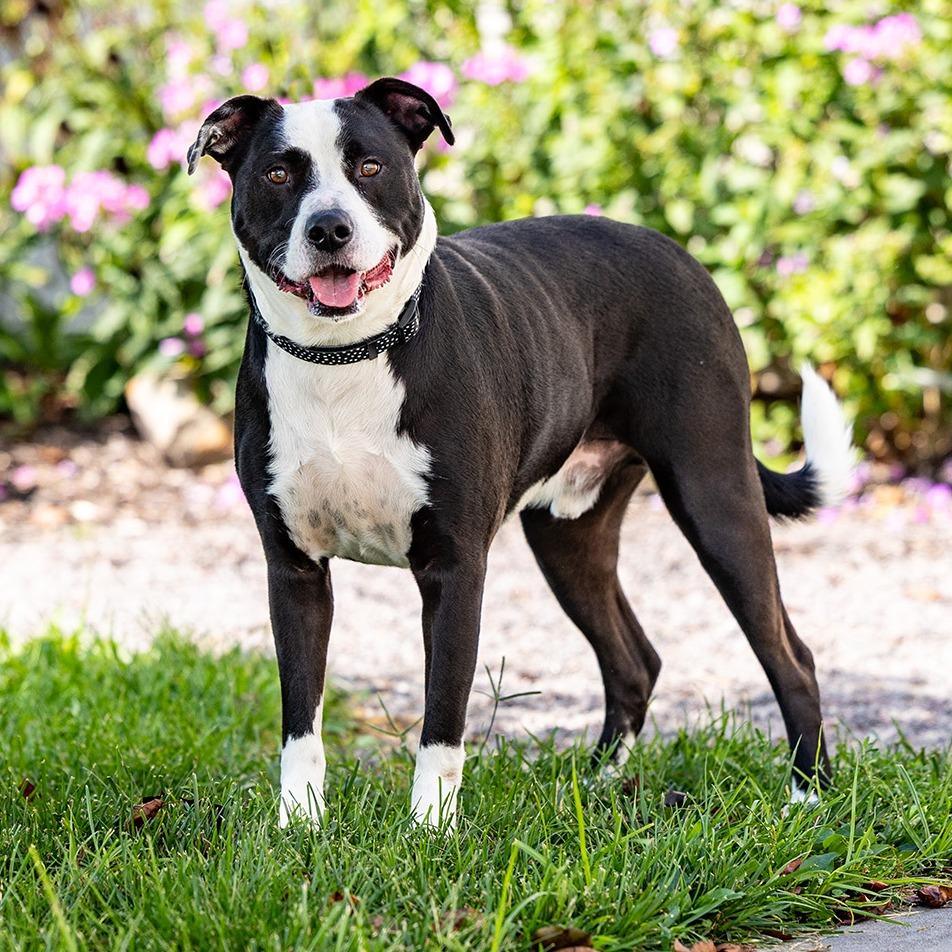 Enlarge Mac, a Adoptable mixed breed in Council Bluffs, IA image 3/6