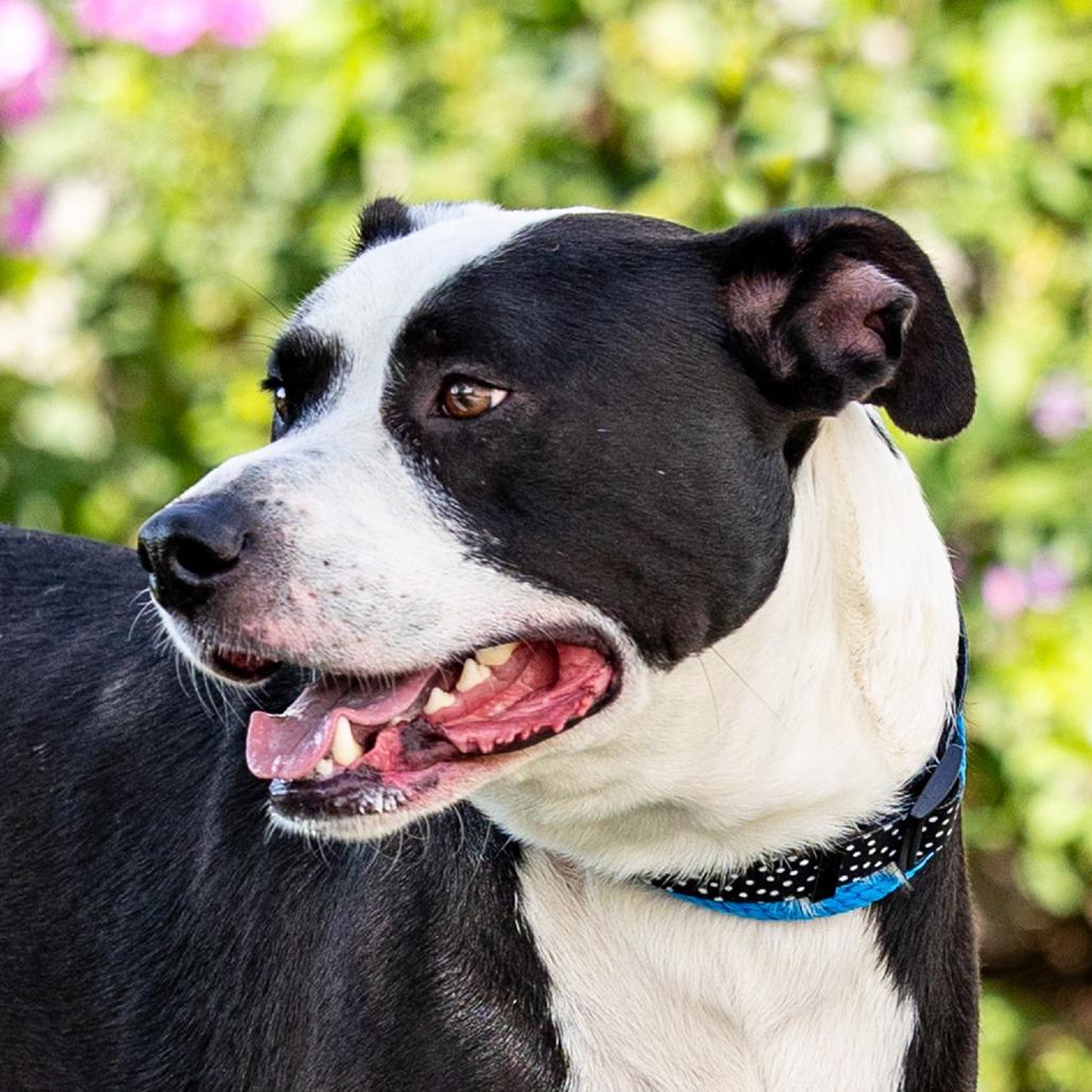 Enlarge Mac, a Adoptable mixed breed in Council Bluffs, IA image 4/6