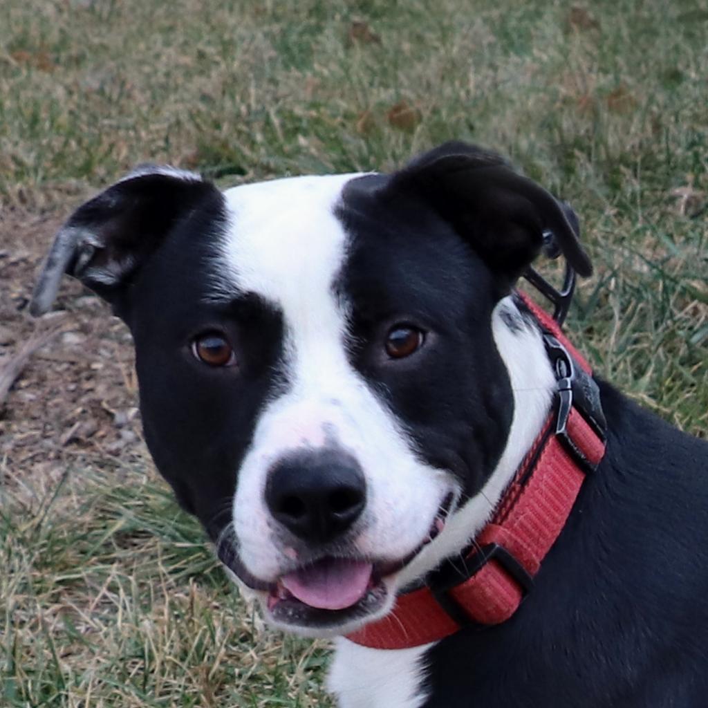 Enlarge Mac, a Adoptable mixed breed in Council Bluffs, IA image 5/6
