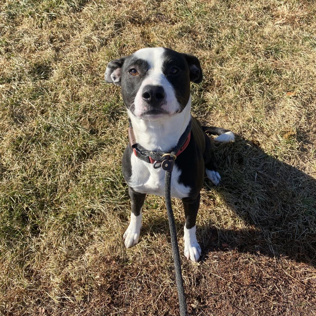 Enlarge Mac, a Adoptable mixed breed in Council Bluffs, IA image 6/6