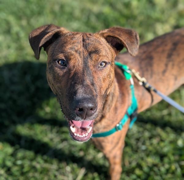 Seymour, Adoptable, Young Male Pit Bull Terrier.