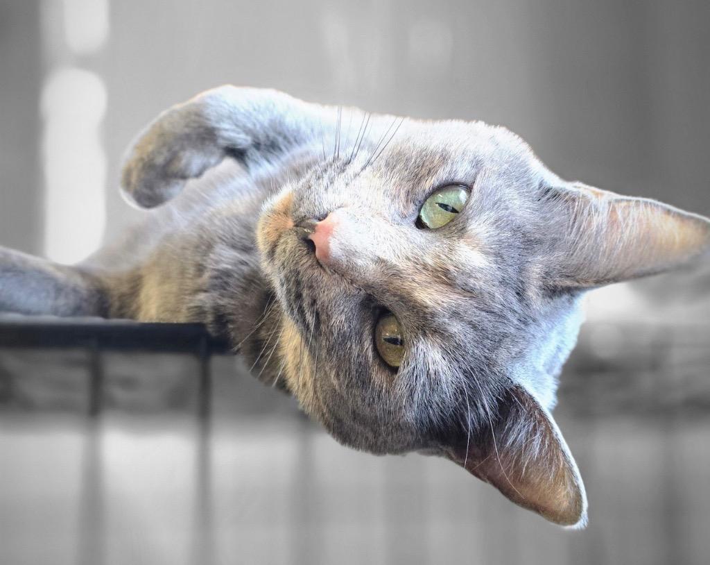 Sandals (bonded w/ Mary Jane), a Adoptable Domestic Short Hair in Mira Loma, CA image 2/4