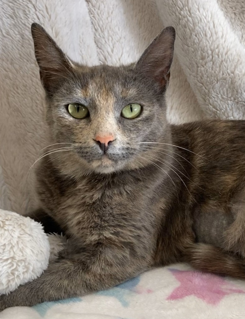 Sandals (bonded w/ Mary Jane), a Adoptable Domestic Short Hair in Mira Loma, CA image 3/4