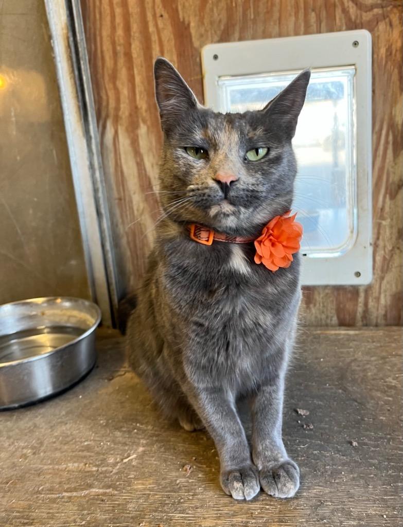 Sandals (bonded w/ Mary Jane), a Adoptable Domestic Short Hair in Mira Loma, CA image 4/4