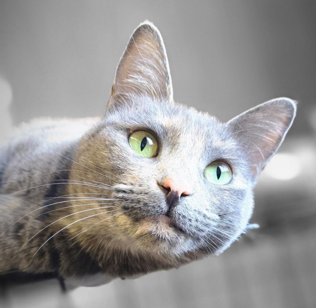 Sandals (bonded w/ Mary Jane), a Adoptable Domestic Short Hair in Mira Loma, CA image 1/4