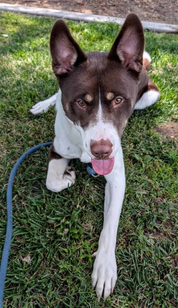 Dan The Man, Adoptable, Adult Male Border Collie & German Shepherd Dog.