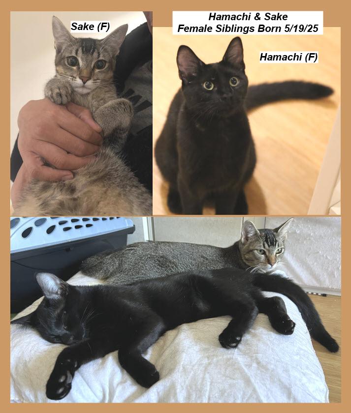 Ebi & Toro, a Adoptable Domestic Short Hair in South San Francisco, CA image 2/3