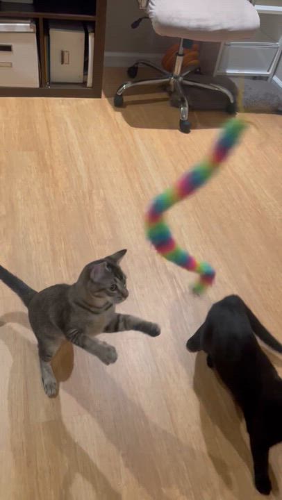 Enlarge Ebi & Toro, a Adoptable Domestic Short Hair in South San Francisco, CA video 3/3