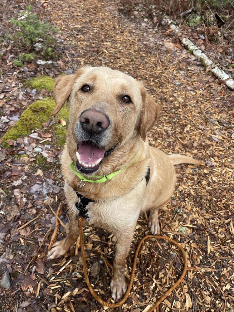 Enlarge Stetson, a Adoptable mixed breed in Trenton, ME image 3/6