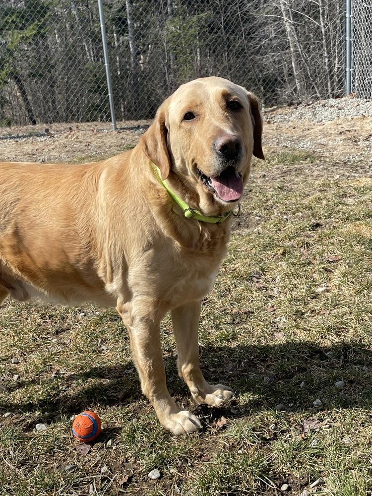 Enlarge Stetson, a Adoptable mixed breed in Trenton, ME image 5/6