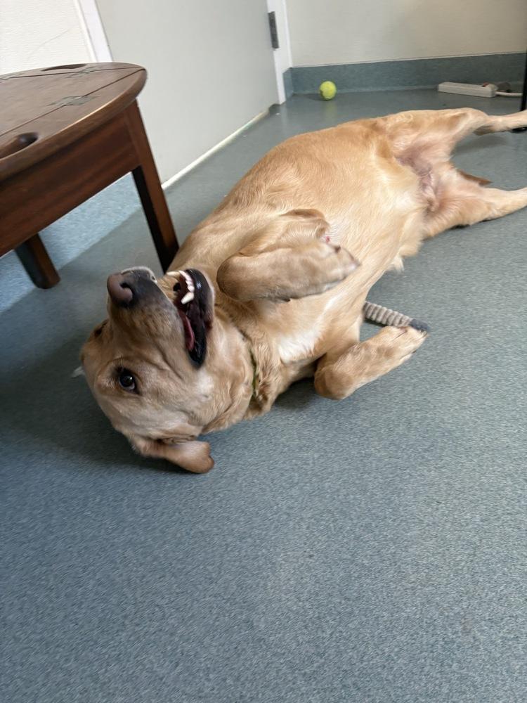 Enlarge Stetson, a Adoptable mixed breed in Trenton, ME image 6/6