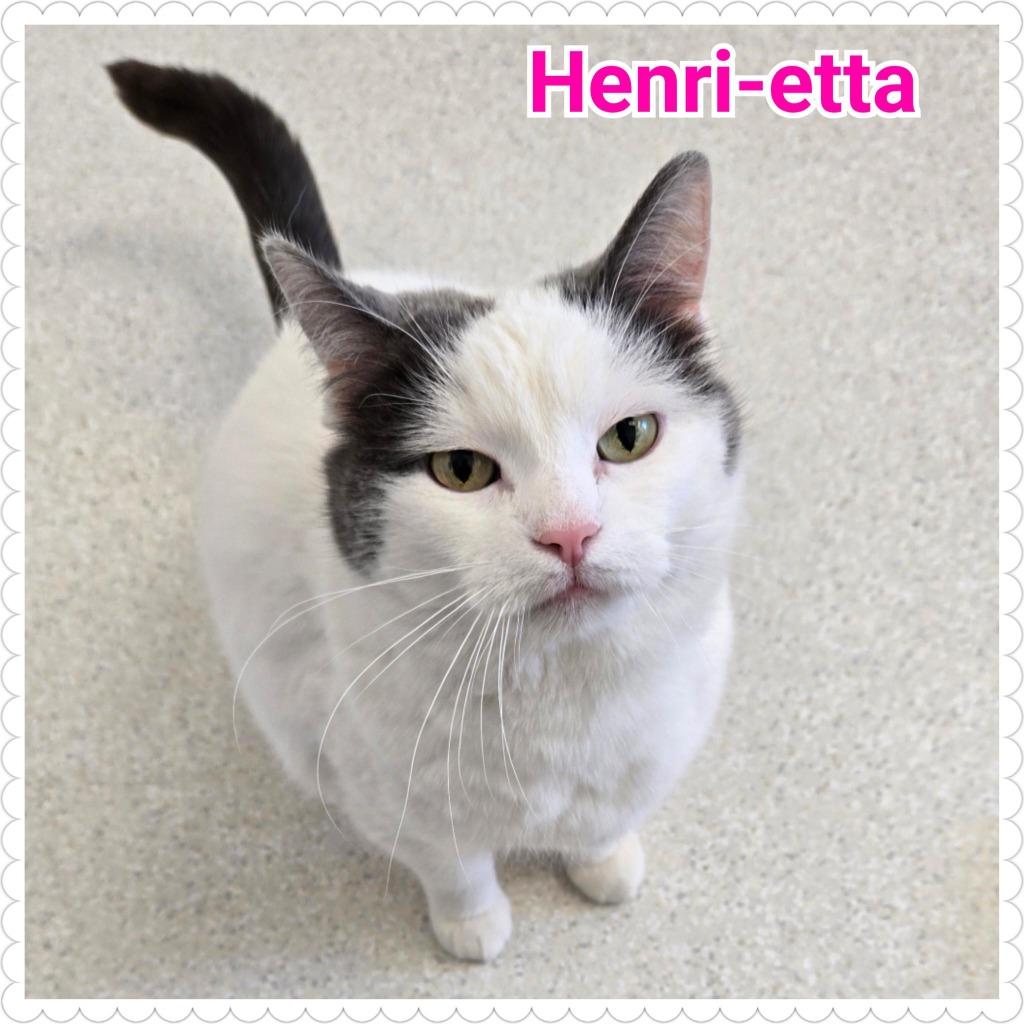 Enlarge Henri-etta, a Adoptable mixed breed in North Saint Paul, MN image 2/6
