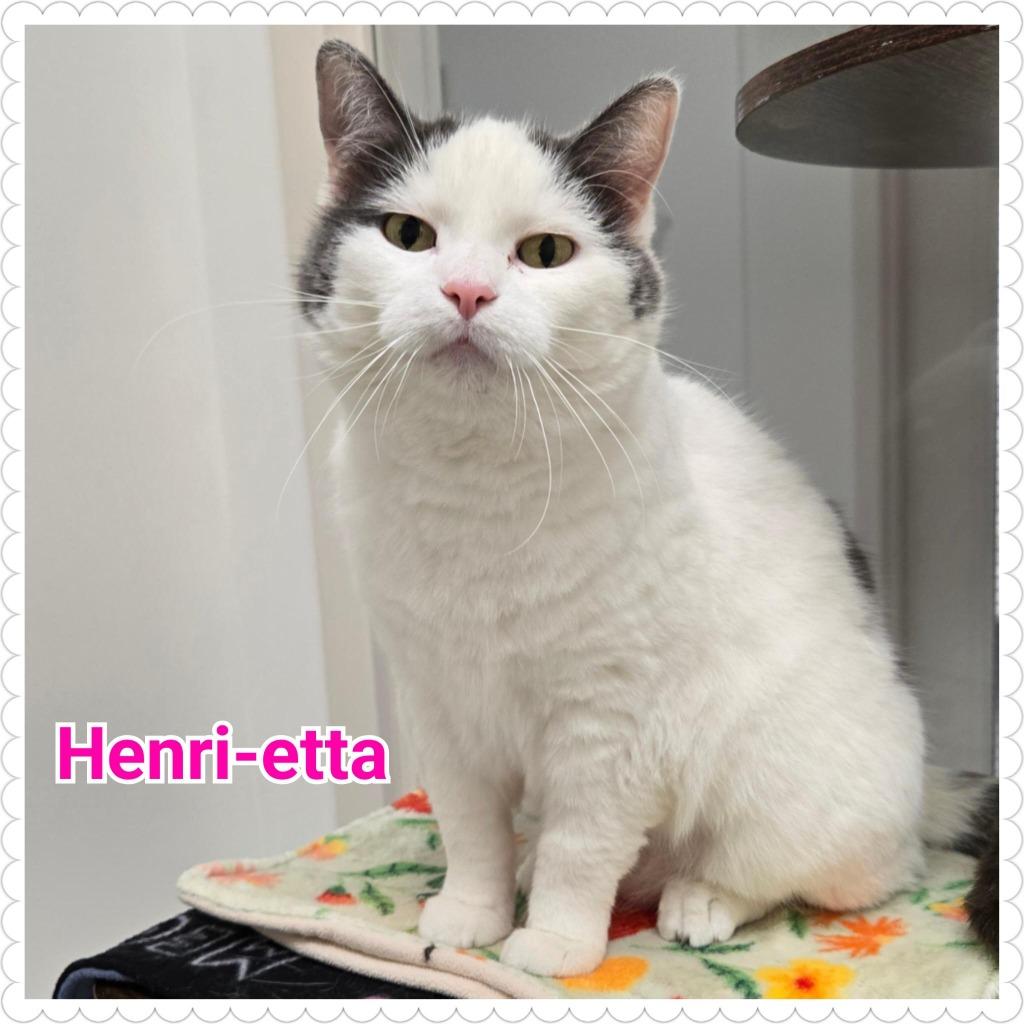 Henri-etta, a Adoptable mixed breed in North Saint Paul, MN image 1/6