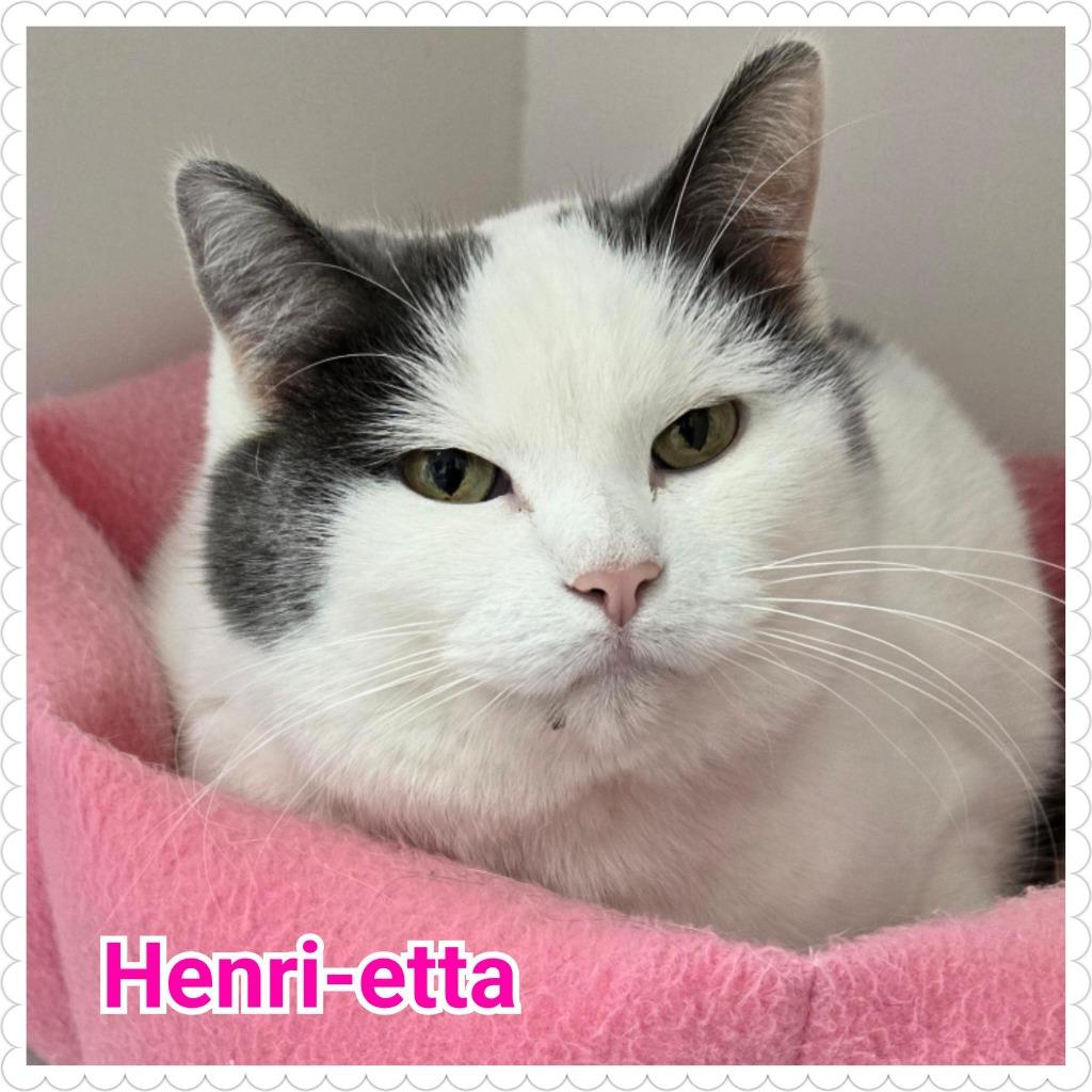 Enlarge Henri-etta, a Adoptable mixed breed in North Saint Paul, MN image 5/6