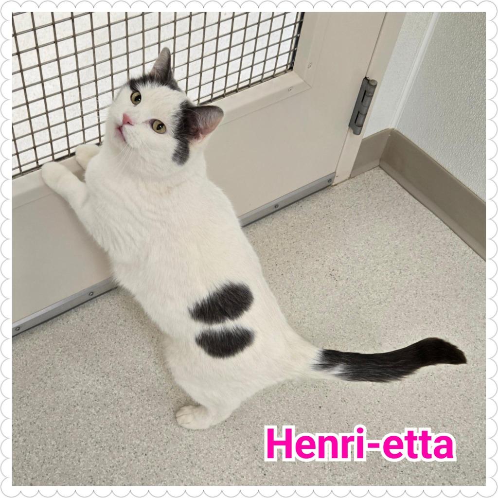 Enlarge Henri-etta, a Adoptable mixed breed in North Saint Paul, MN image 3/6