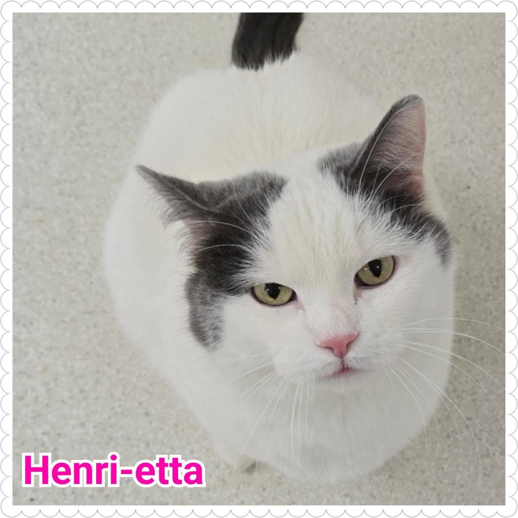 Enlarge Henri-etta, a Adoptable mixed breed in North Saint Paul, MN image 6/6