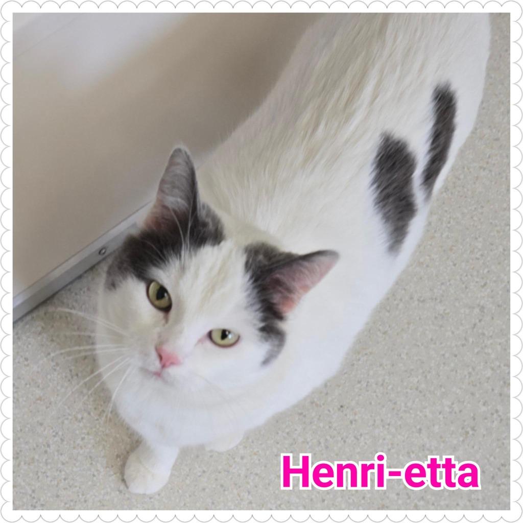 Enlarge Henri-etta, a Adoptable mixed breed in North Saint Paul, MN image 1/6