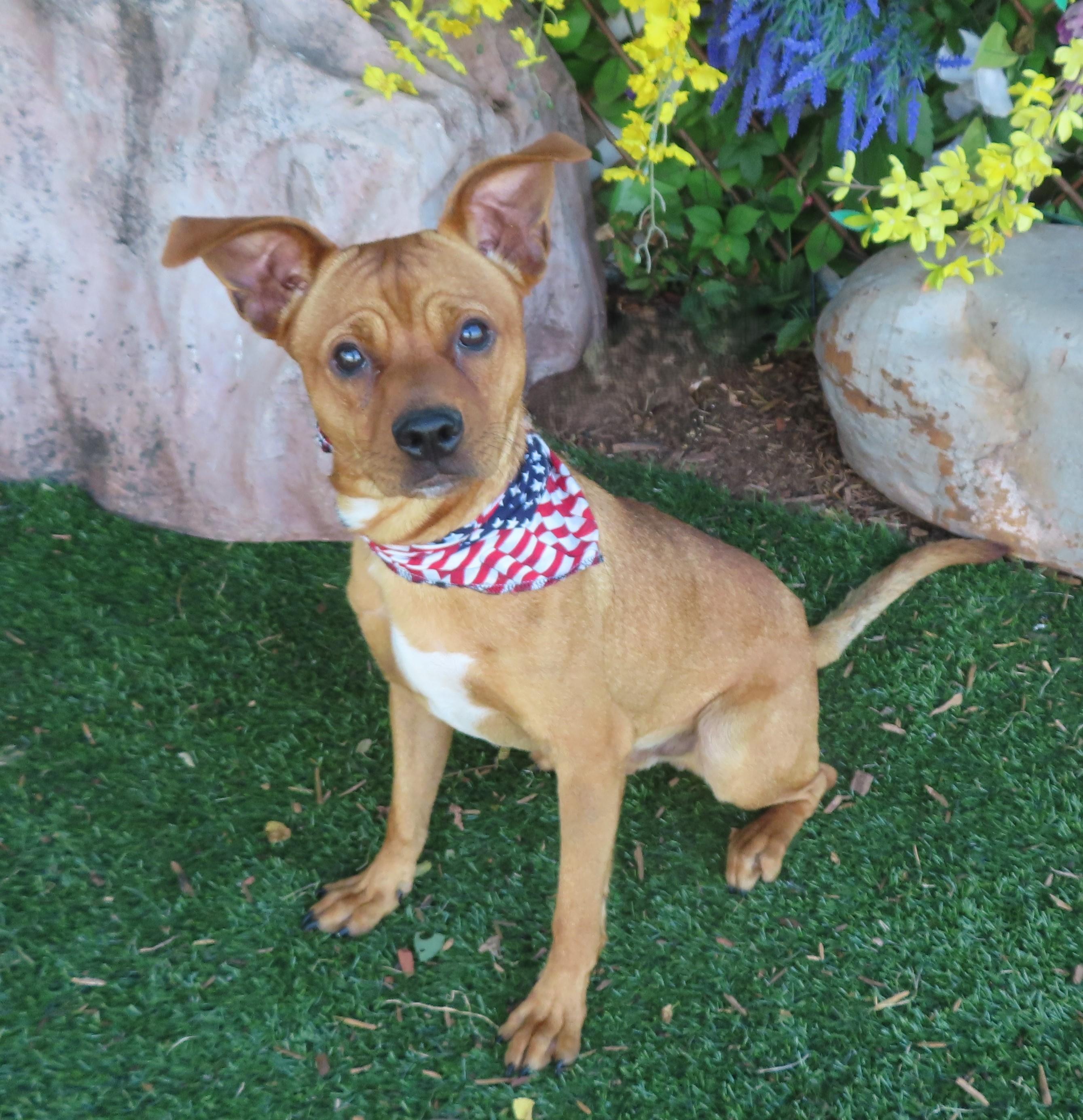 MONTY 457165 Only30Pounds!, Adult Male Terrier