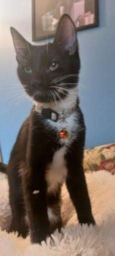 Enlarge Saige [and Spice], a Adoptable Domestic Short Hair in Oxford, PA image 2/2