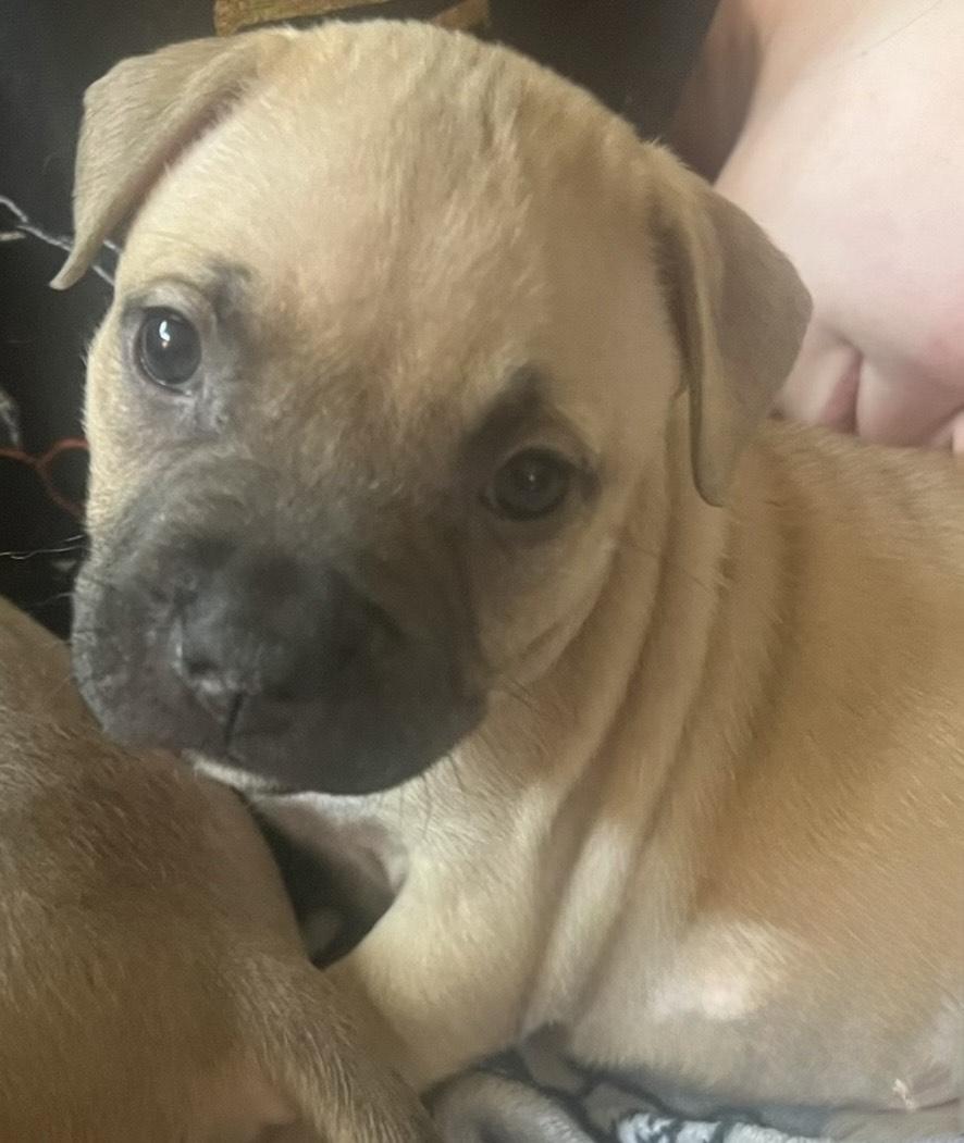 Misty, ADOPTABLE, Puppy Female Terrier.