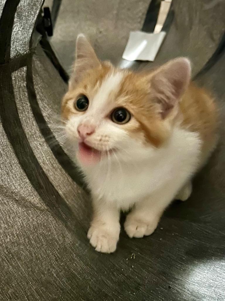 Enlarge Jalepeño, a Adoptable Domestic Short Hair in Cloquet, MN image 1/2