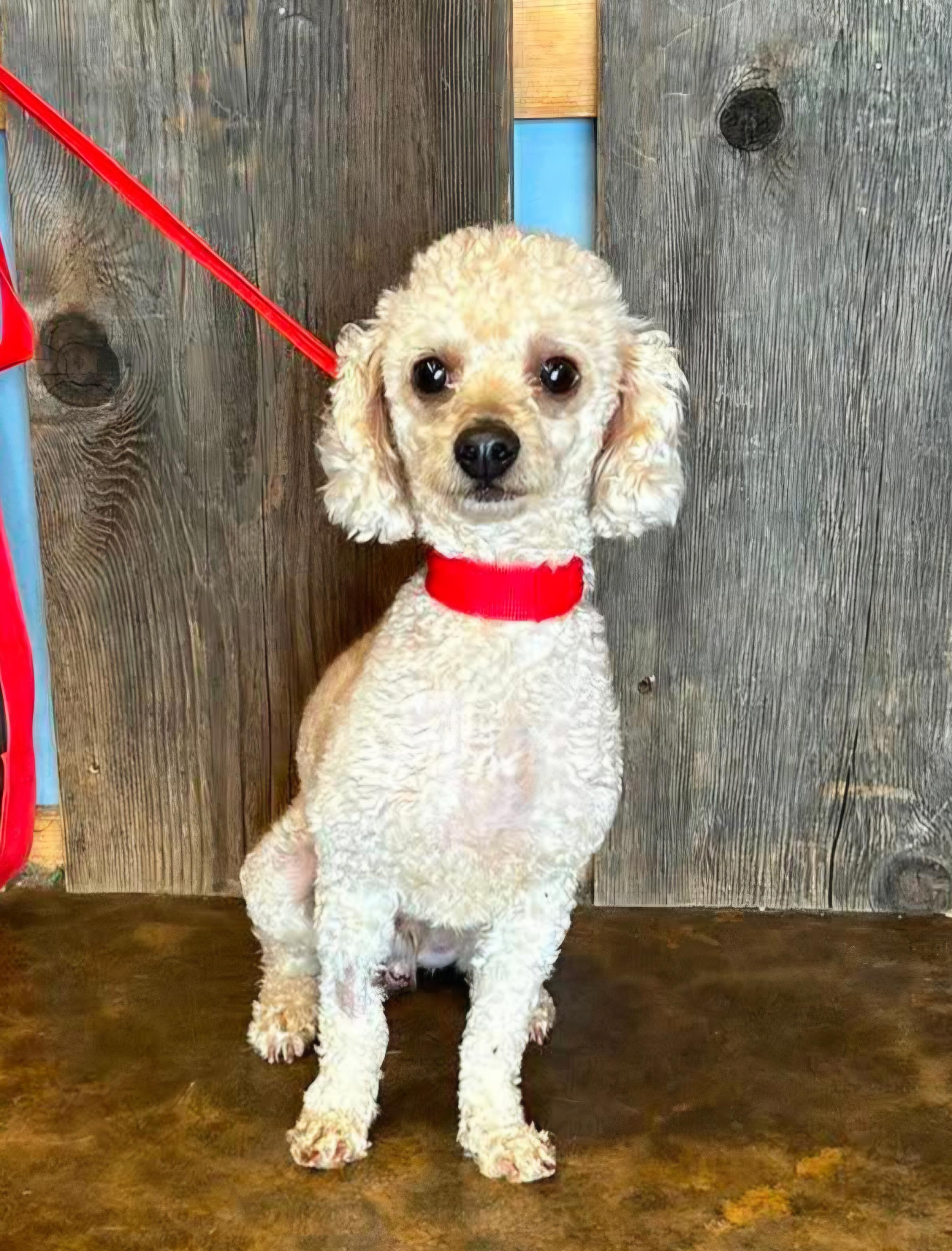ROMEO 425, a ADOPTABLE mixed breed in Milwaukee, WI image 6/6