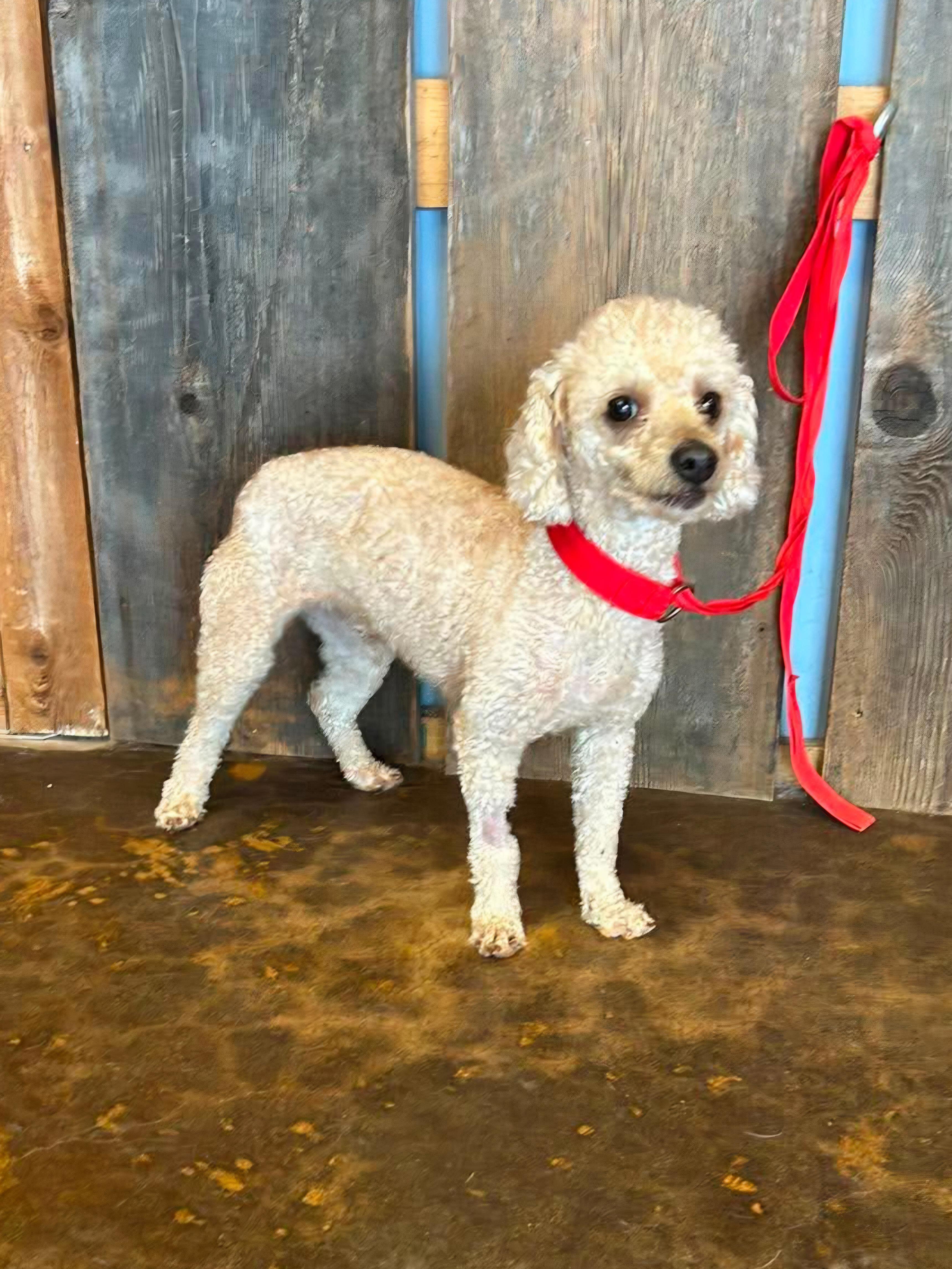 ROMEO 425, a ADOPTABLE mixed breed in Milwaukee, WI image 4/6