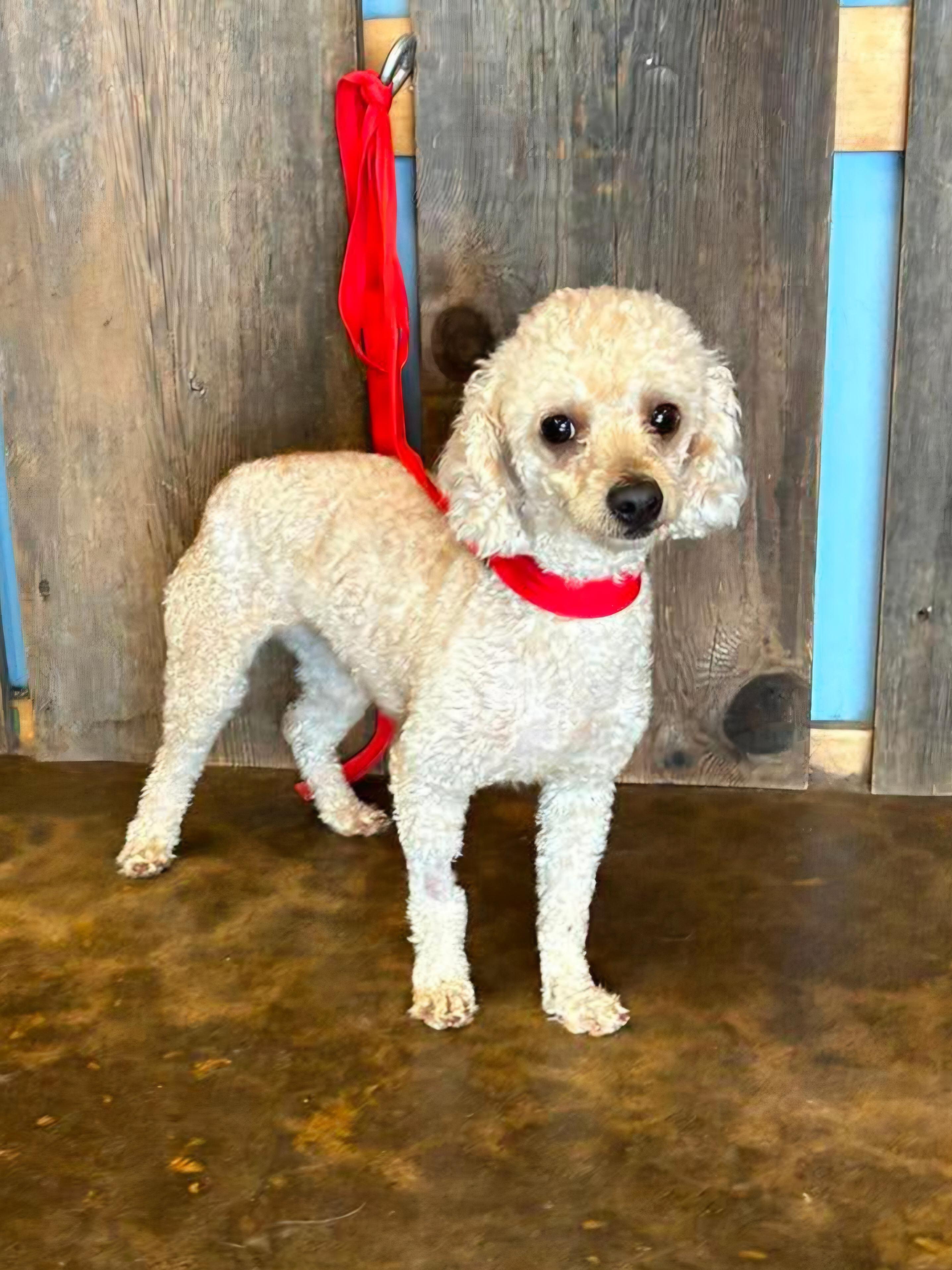 ROMEO 425, a ADOPTABLE mixed breed in Milwaukee, WI image 1/6