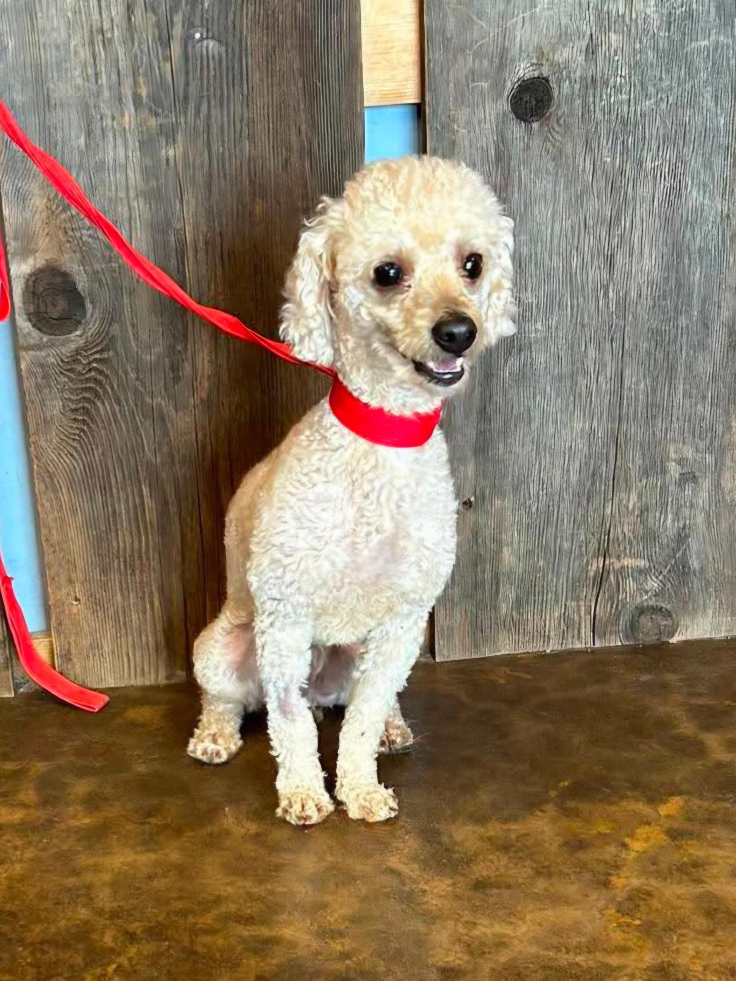 ROMEO 425, a ADOPTABLE mixed breed in Milwaukee, WI image 3/6
