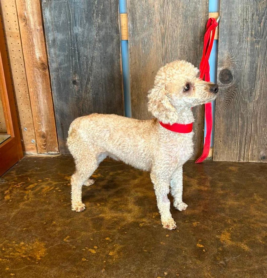 ROMEO 425, a ADOPTABLE mixed breed in Milwaukee, WI image 2/6