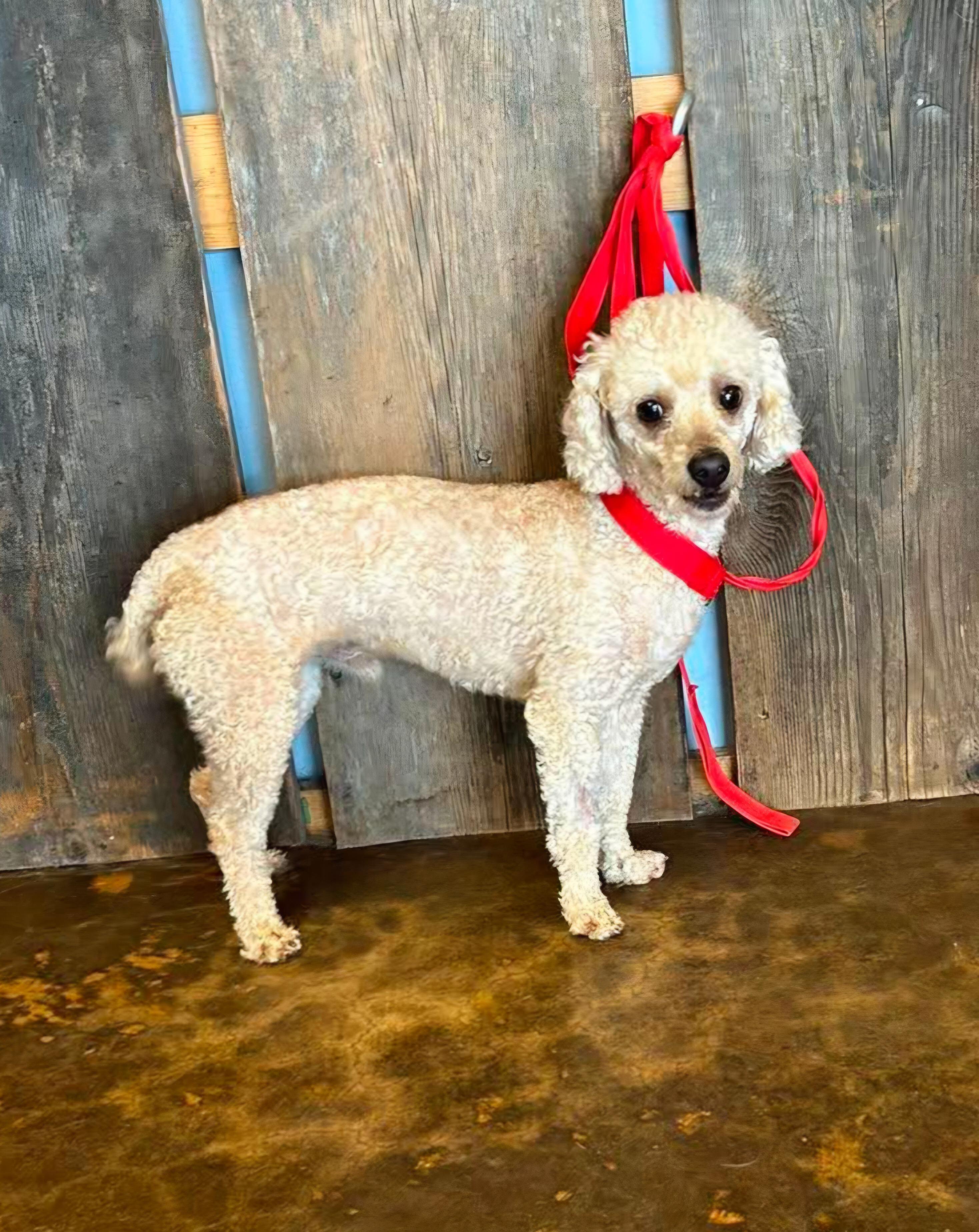 ROMEO 425, a ADOPTABLE mixed breed in Milwaukee, WI image 5/6