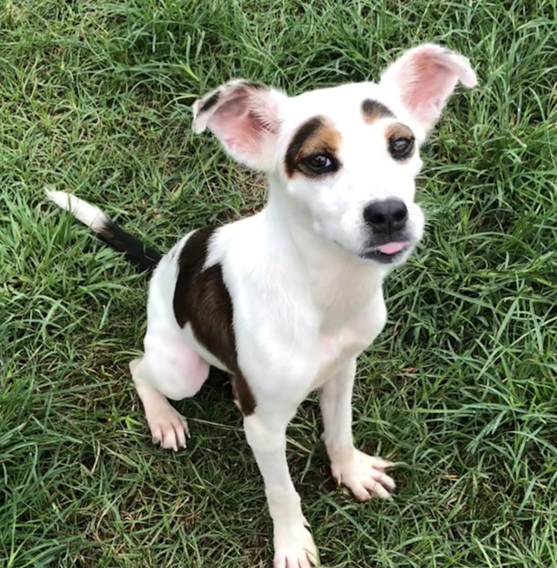 Millie, a ADOPTABLE Terrier in Magnolia Springs, AL image 1/6